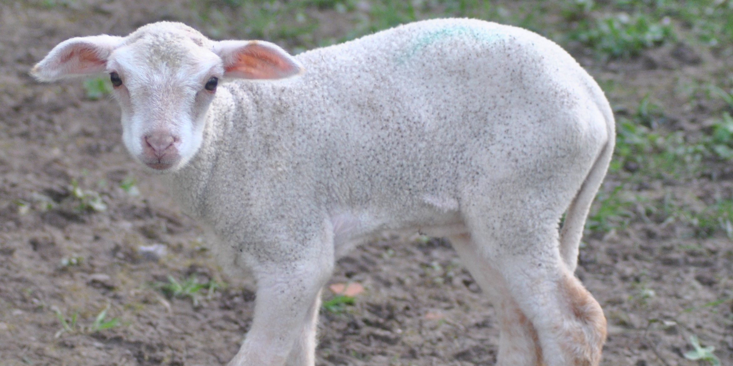 Maïa (agneau) fait coucou à la caméra.