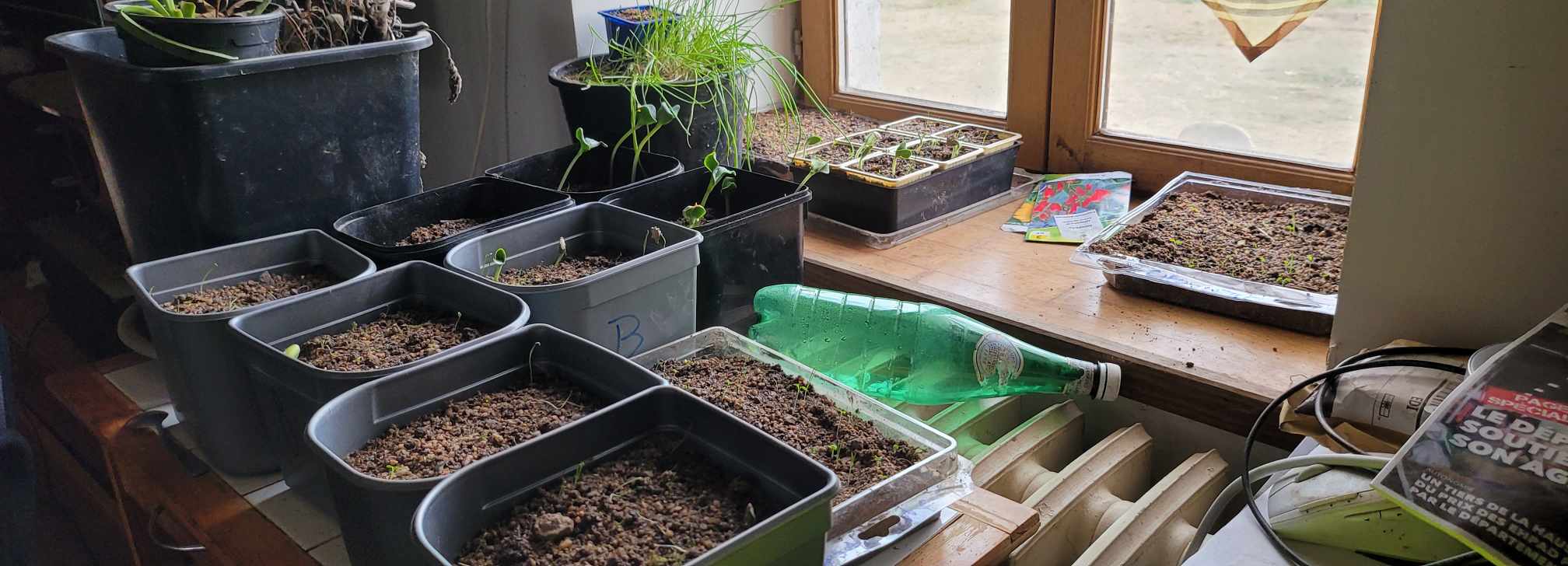 Plusieurs pots en plastique réparties devant la
fenêtre contenant leurs semis qui germent tout juste !